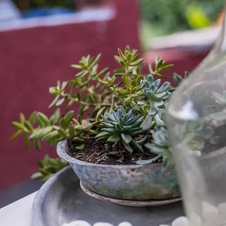 Zacharoulas Katikies בית נופש *