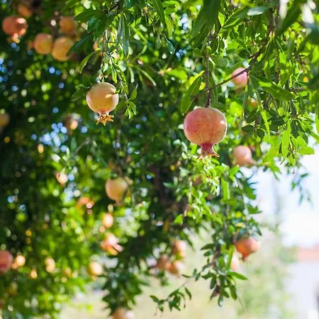 בית נופש Zacharoulas Katikies *