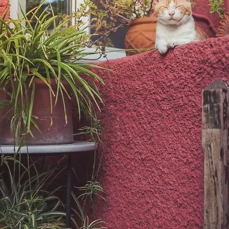 Zacharoulas Katikies אמרינתוס