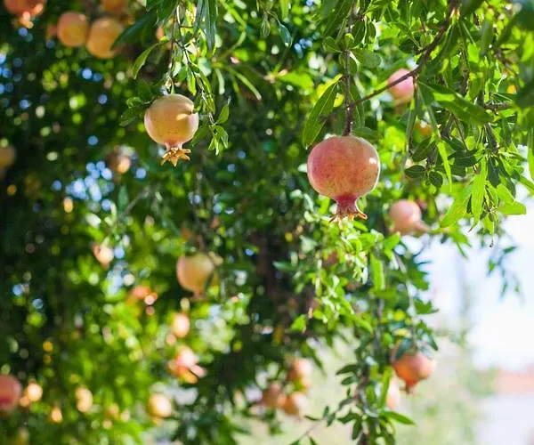 Hébergement de vacances Zacharoulas Katikies *